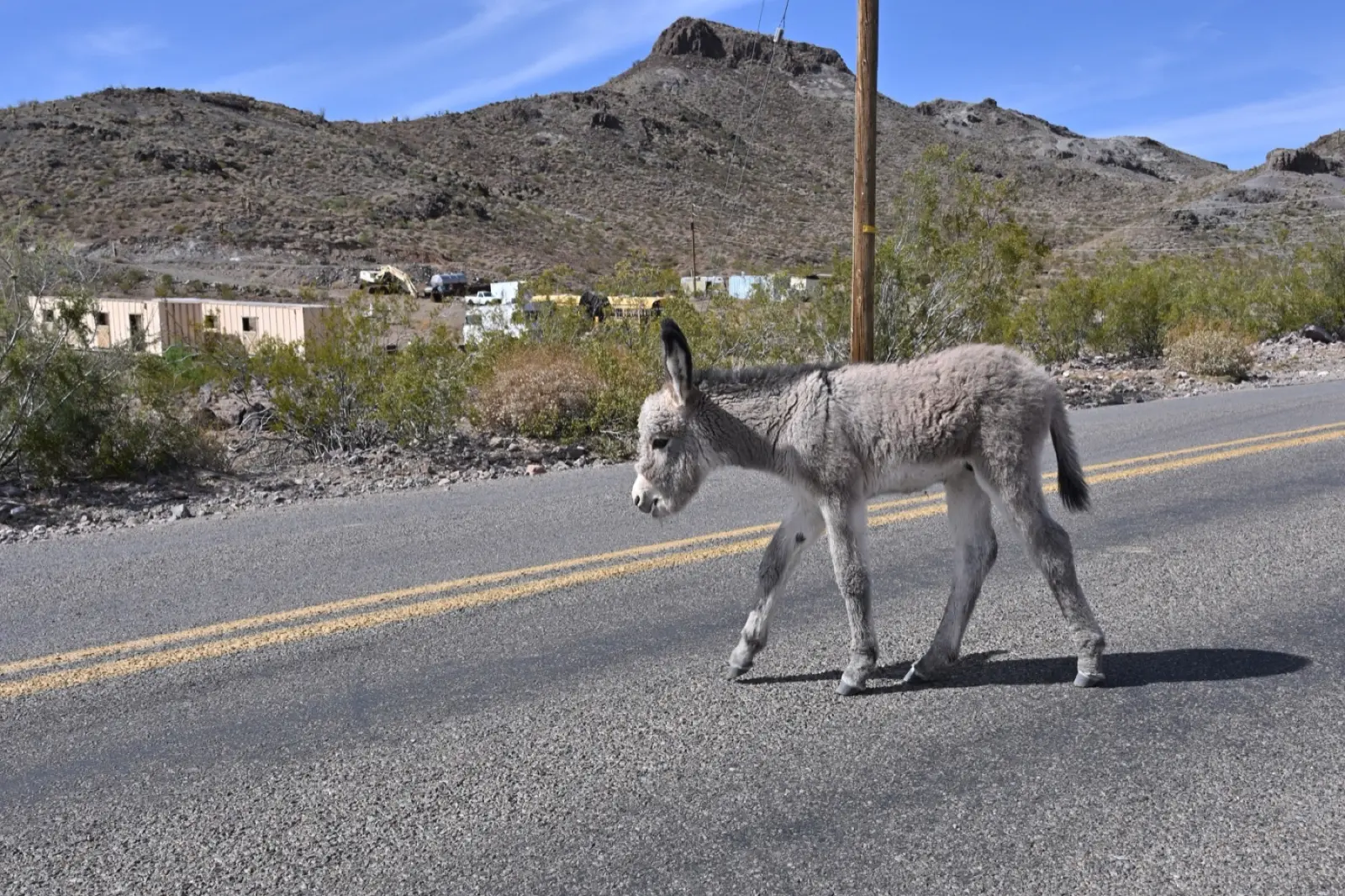 A young wild burro walking across the paved road in Oatman, Arizona, with desert hills behind